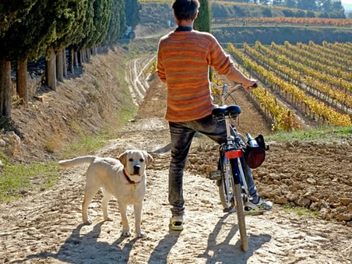 Celler Albet i Noya