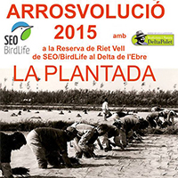 Arrosvolució Arrosvolució
