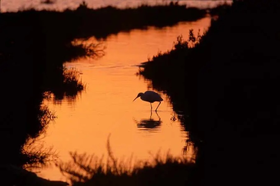 Coneix les aus del Delta