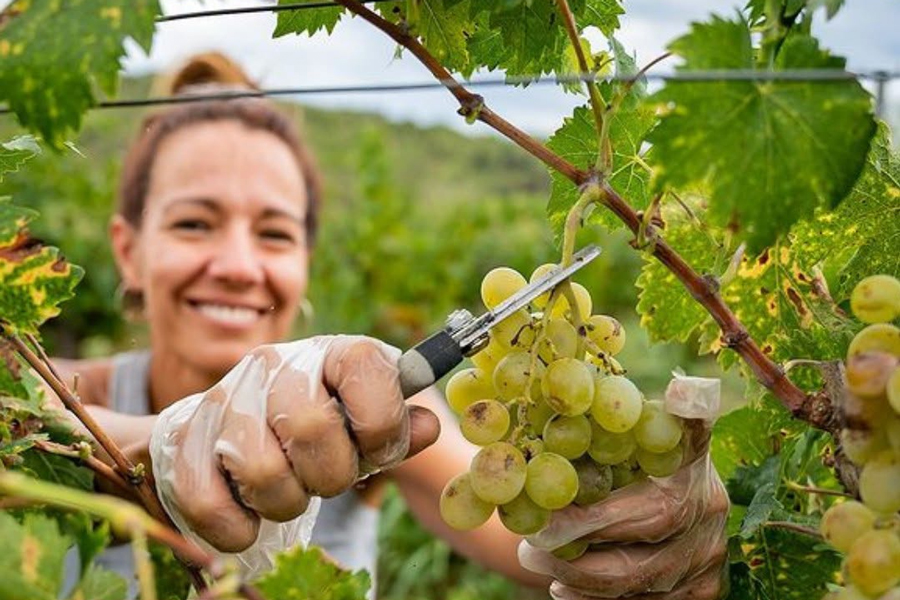 Vinya del Baix Llobregat Vinya del Baix Llobregat