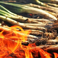 calçotada