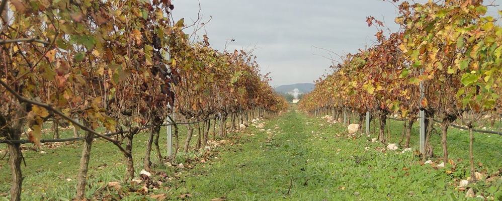 Vinyes