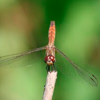 Insecte Insecte