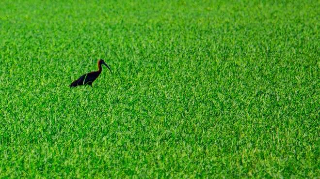 Birdwatching al Delta de l’Ebre