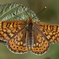 papallona papallona