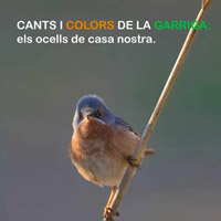Exposició 'Cants i colors de la Garriga: els ocells de casa nostra' Exposició 'Cants i colors de la Garriga: els ocells de casa nostra'