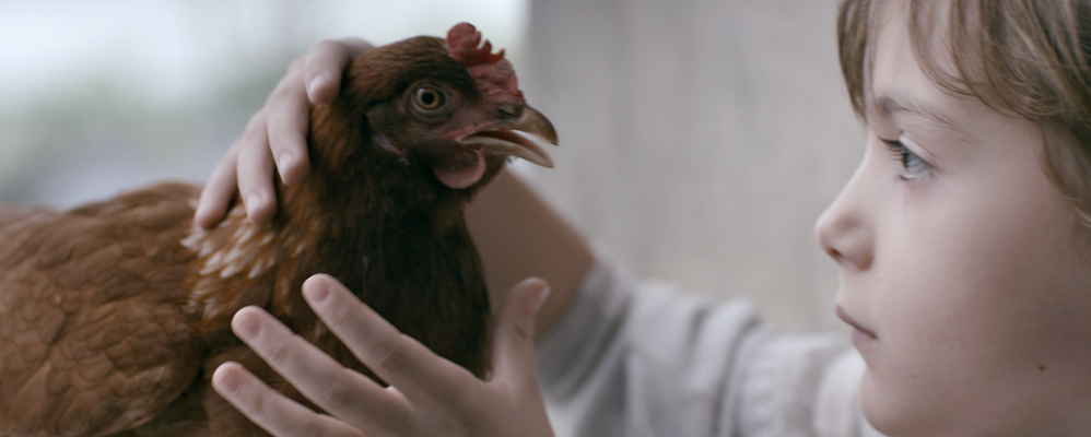 The Chicken