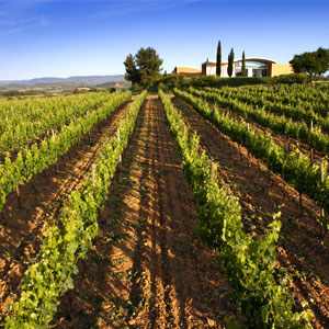 Most Festival: Grand Cru al celler Jean Leon, 2018 Most Festival: Grand Cru al celler Jean Leon, 2018