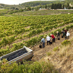 Most Festival, ‘Les vies du vin’, Albet i Noya, 2018