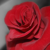Rosa Rosa