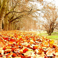Tardor