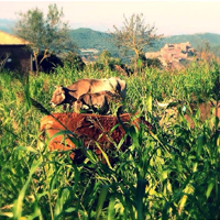 Caminada 'Crematurrons'