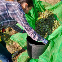 Vine a collir olives en família!