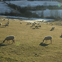 Obelles a les pastures