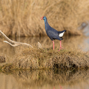 Ocell a l'Alfacada - Delta de l'Ebre