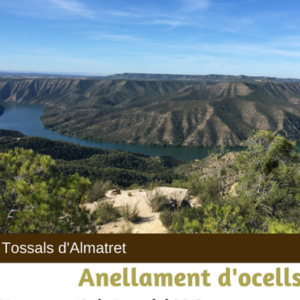 Anellament d'ocells