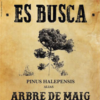 arbre de maig arbre de maig
