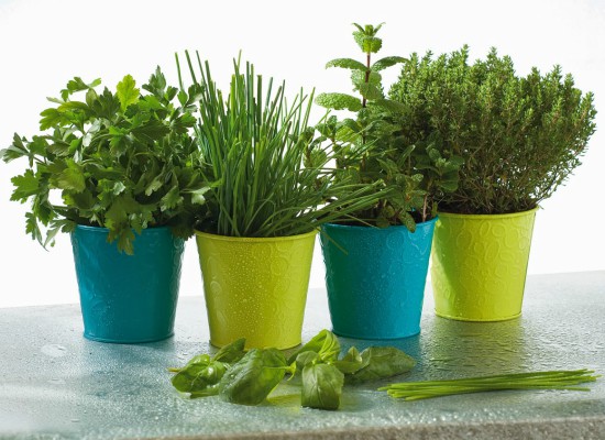 Taller de jardineria: les plantes i l'aigua