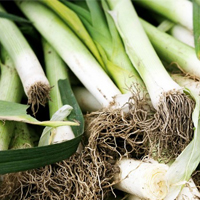 Calçots