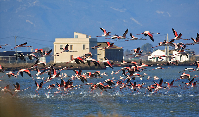 Flamencs Flamencs