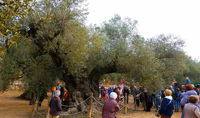 olea europaea