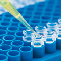 L'estudi de l'ADN L'estudi de l'ADN