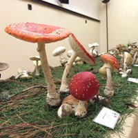 23a Exposició de bolets Vila del Morell