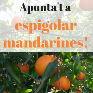 Espigolada de mandarines - Espigoladors Espigolada de mandarines - Espigoladors