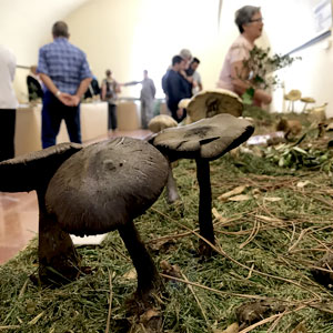 Exposició, Bolets, Vila del Morell, 2018