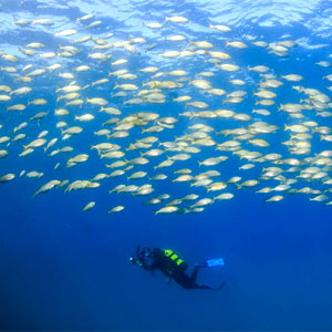 Exposició ‘Tarragona sota el mar’, Cambrils, 2019