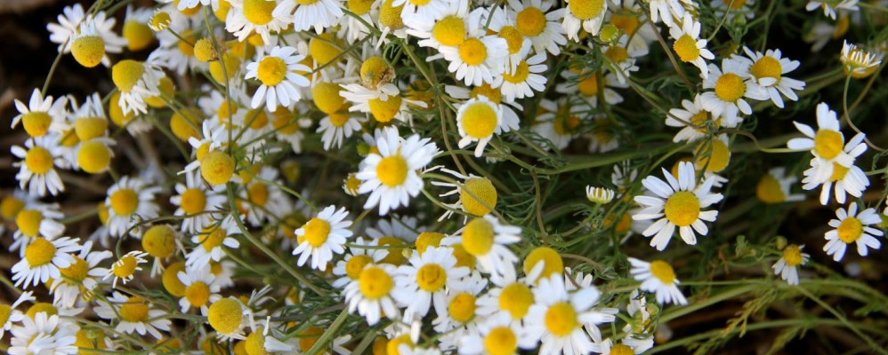 Fira Camamilla Slide