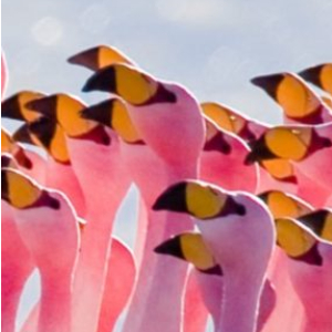 Flamingos