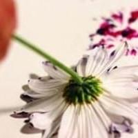 flors