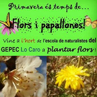 Flors i papallones - GEPEC Lo Caro Flors i papallones - GEPEC Lo Caro