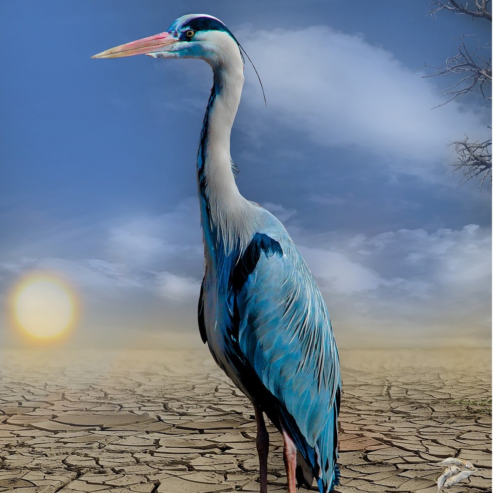 Muntatge fotogràfic sobre el canvi climàtic i la biodiversitat