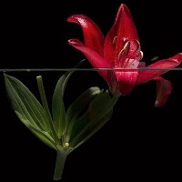 Exposició 'Natures Intemporals'