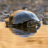 LIFE Potamo Fauna