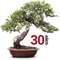 Portes obertes Mistral Bonsai 2017