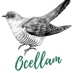 Ocellam