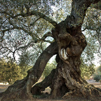 Oliveres Mil·lenàries de l'Arion - Ulldecona