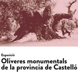 Exposició 'Oliveres monumentals de la província de Castelló' - Ulldecona 2018
