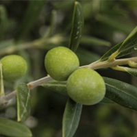 olives