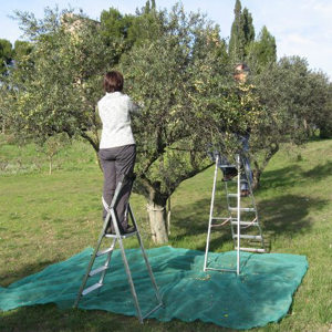 Olives de la Culla