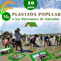 16a Plantada popular a les Barraques de Salvador - Deltebre 2016 16a Plantada popular a les Barraques de Salvador - Deltebre 2016