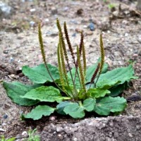 Plantatge