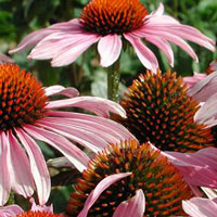 Plantes medicinals Plantes medicinals