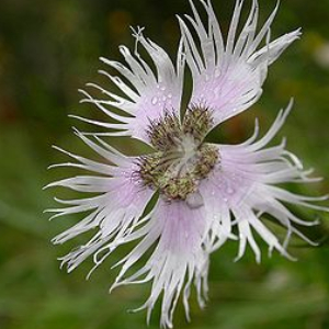 Flora i vegetació