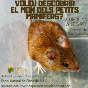 Ratolí