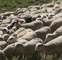 Les ovelles xisquetes són les autòctones del Pallars Les ovelles xisquetes són les autòctones del Pallars