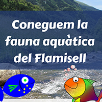 Coneguem la fauna aquàtica del Flamisell Coneguem la fauna aquàtica del Flamisell